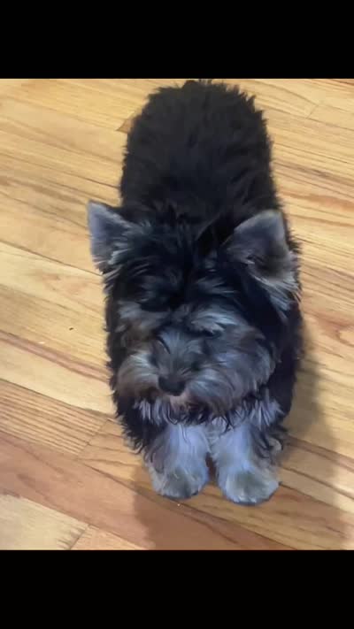 Scarlett  Sophia, a female Yorkshire Terrier for sale in Donalds, SC – 3 of 3