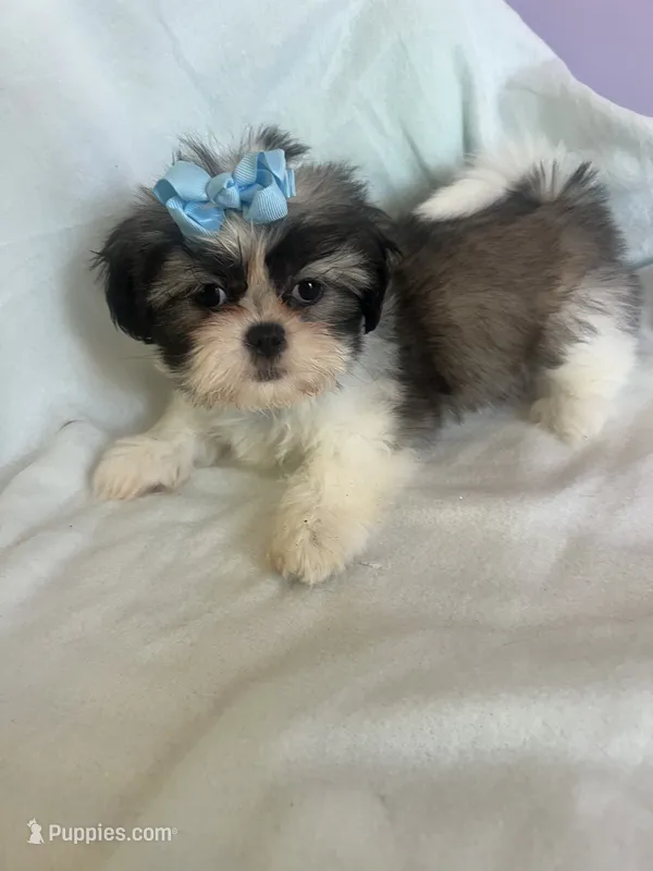 Bailey – Shih Tzu puppy for sale in Donalds, SC