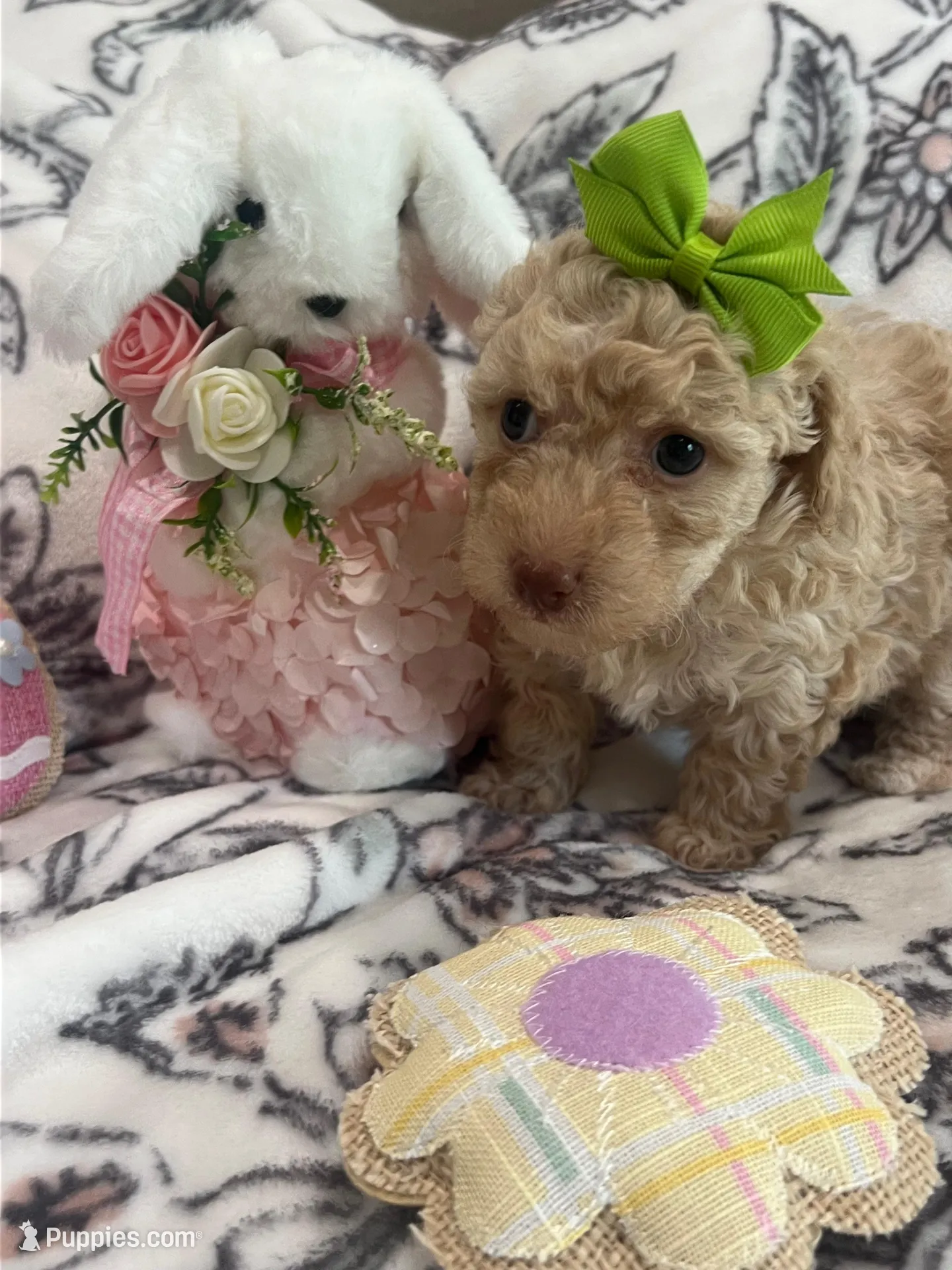 Iris – Poodle - Toy  puppy for sale in Donalds, SC