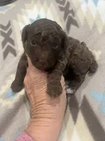 Aspen, a male Poodle - Toy  for sale in Donalds, SC – 1 of 1