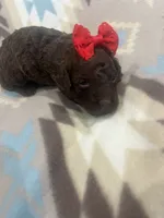 Ember, a female Poodle - Toy  for sale in Donalds, SC – 3 of 6