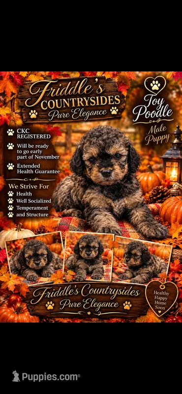 Winston – Poodle - Miniature  puppy for sale in Donalds, SC