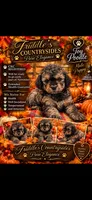 Winston, a male Poodle - Miniature  for sale in Donalds, SC – 1 of 1