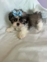 Bailey, a female Shih Tzu for sale in Donalds, SC – 2 of 2