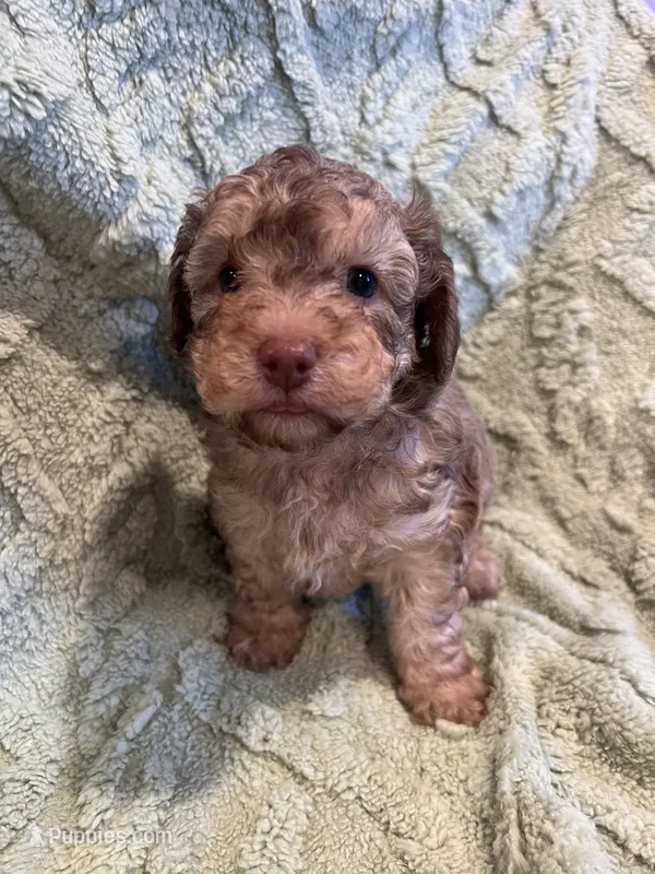 River – Poodle - Toy  puppy for sale in Donalds, SC