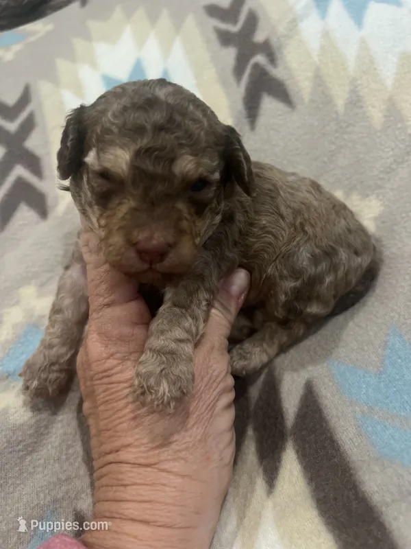 Beacon – Poodle - Toy  puppy for sale in Donalds, SC