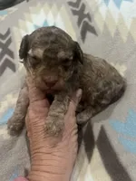 Beacon, a male Poodle - Toy  for sale in Donalds, SC – 1 of 3
