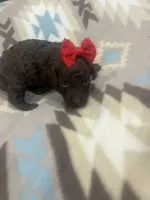 Ember, a female Poodle - Toy  for sale in Donalds, SC – 2 of 6