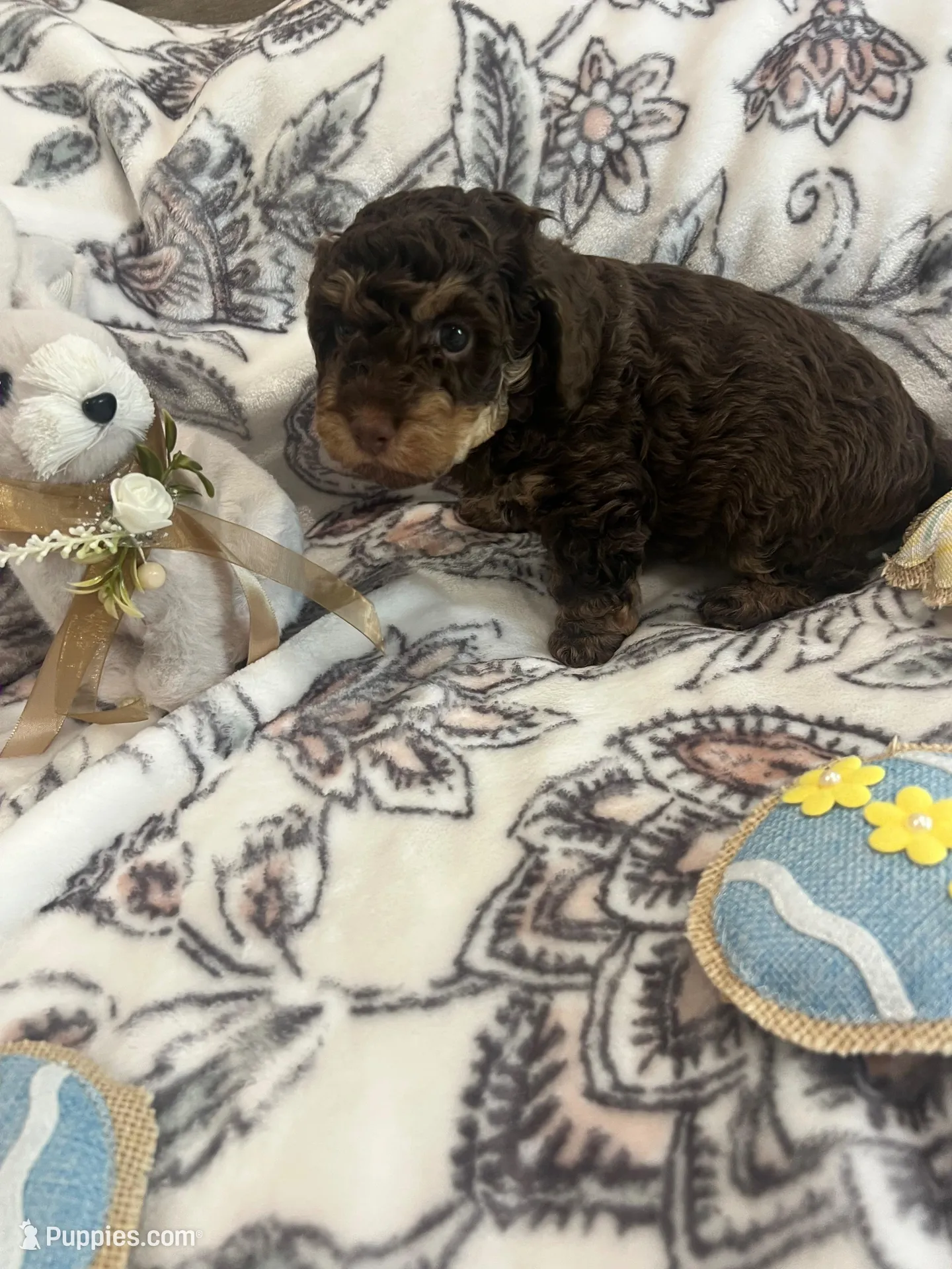 Forrest  – Poodle - Toy  puppy for sale in Donalds, SC