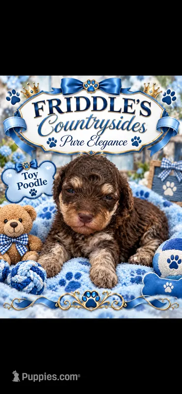 River – Poodle - Toy  puppy for sale in Donalds, SC