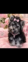 Scarlett  Sophia, a female Yorkshire Terrier for sale in Donalds, SC – 2 of 3