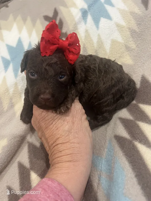 Ember – Poodle - Toy  puppy for sale in Donalds, SC