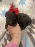 Ember, a female Poodle - Toy  for sale in Donalds, SC – 1 of 6