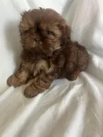 Titan, a male Shih Tzu for sale in Donalds, SC – 3 of 3