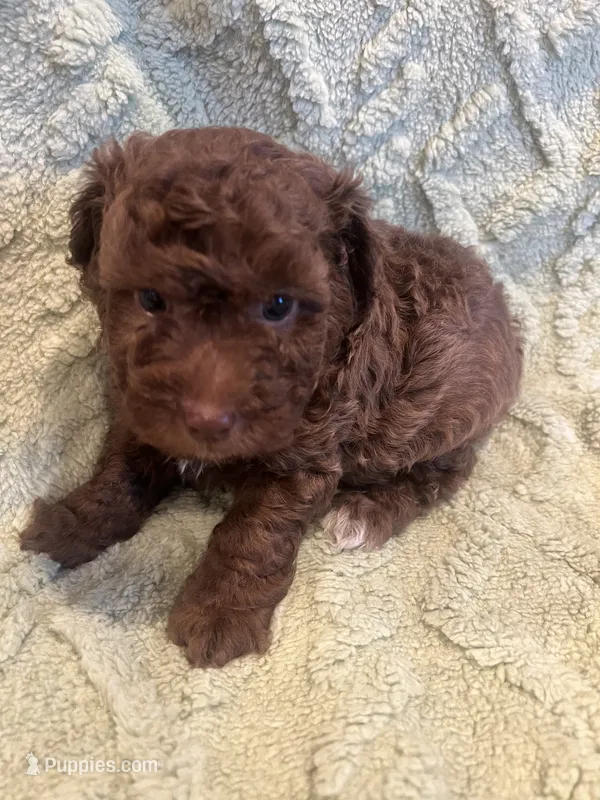 Aspen – Poodle - Toy  puppy for sale in Donalds, SC
