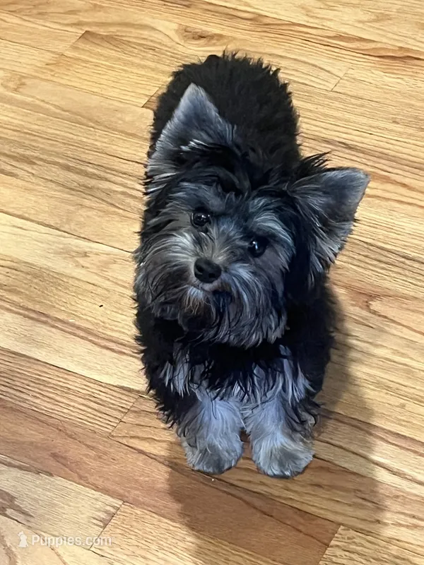 Scarlett  Sophia – Yorkshire Terrier puppy for sale in Donalds, SC