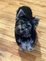 Scarlett  Sophia, a female Yorkshire Terrier for sale in Donalds, SC – 1 of 3