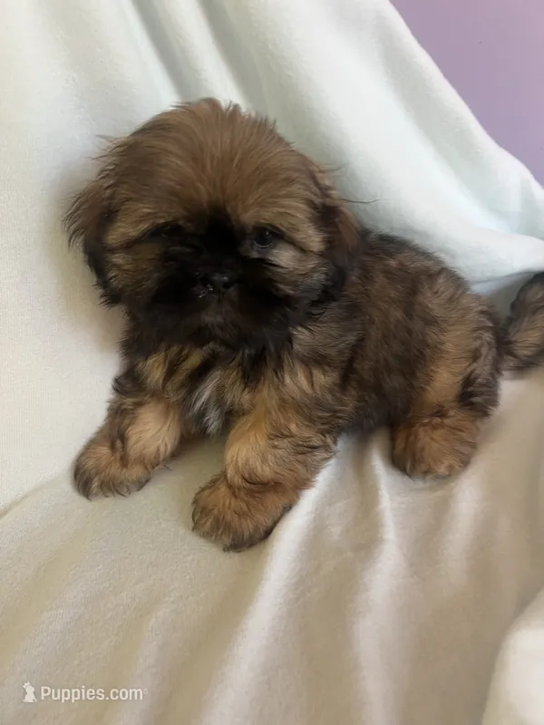 Levi – Shih Tzu puppy for sale in Donalds, SC