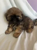Levi, a male Shih Tzu for sale in Donalds, SC – 1 of 1