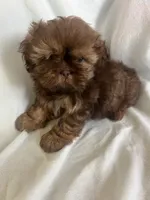 Titan, a male Shih Tzu for sale in Donalds, SC – 2 of 3