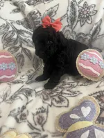 Meadow, a female Poodle - Toy  for sale in Donalds, SC – Photo 3 of 3