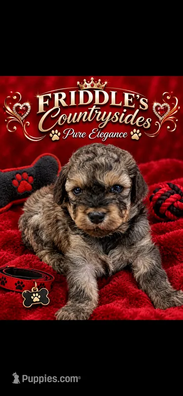 Beacon – Poodle - Toy  puppy for sale in Donalds, SC
