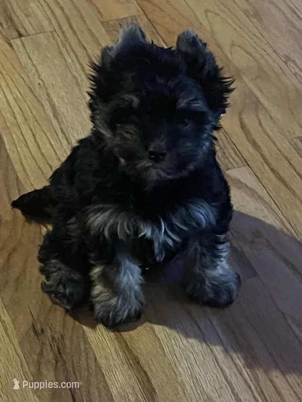 Scarlett Sophia – Yorkshire Terrier puppy for sale in Donalds, SC