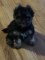 Scarlett Sophia, a female Yorkshire Terrier for sale in Donalds, SC – 1 of 2