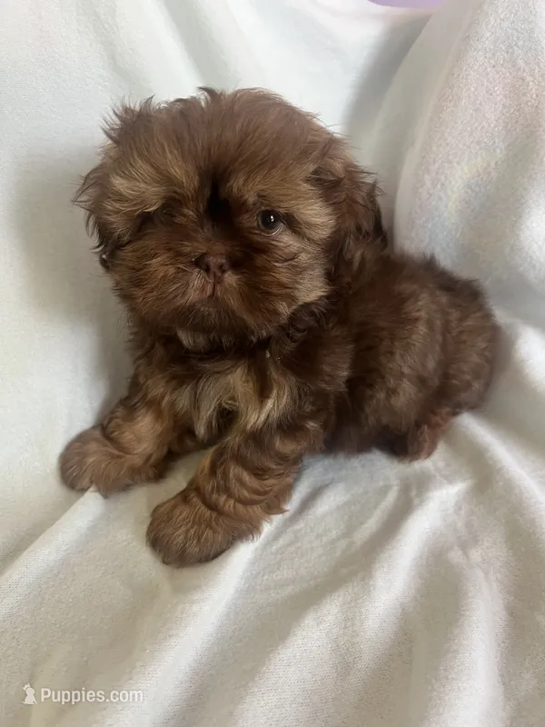 Titan – Shih Tzu puppy for sale in Donalds, SC