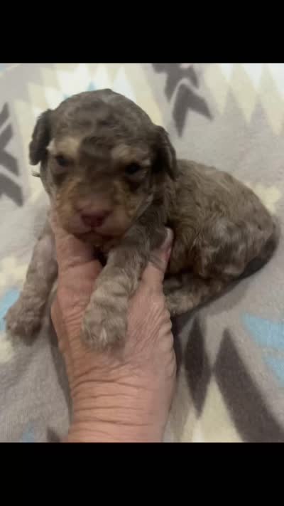 Beacon, a male Poodle - Toy  for sale in Donalds, SC – 3 of 3