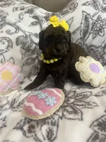 Breezy, a female Poodle - Toy  for sale in Donalds, SC – Photo 2 of 4