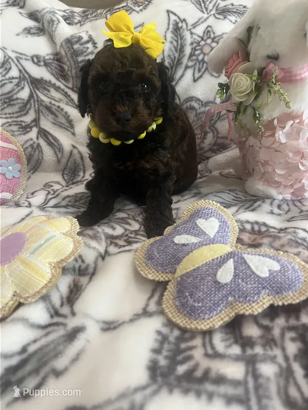 Breezy – Poodle - Toy  puppy for sale in Donalds, SC