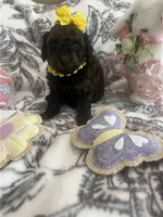 Breezy, a female Poodle - Toy  for sale in Donalds, SC – Photo 1 of 4