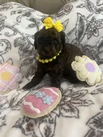 Breezy, a female Poodle - Toy  for sale in Donalds, SC – Photo 3 of 4