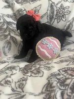 Meadow, a female Poodle - Toy  for sale in Donalds, SC – Photo 2 of 2