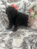 Meadow, a female Poodle - Toy  for sale in Donalds, SC – Photo 1 of 2