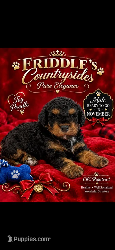 Tucker – Poodle - Miniature  puppy for sale in Donalds, SC