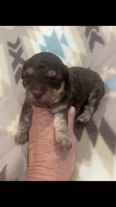 River, a male Poodle - Toy  for sale in Donalds, SC – 4 of 4