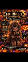 River, a male Poodle - Toy  for sale in Donalds, SC – 3 of 4