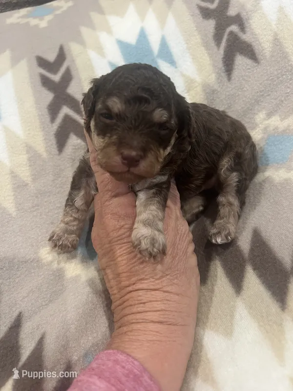 River – Poodle - Toy  puppy for sale in Donalds, SC