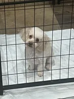 Autumn, a female Poodle - Toy  for sale in Donalds, SC – Photo 1 of 3