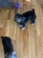 Scarlett Sophia, a female Yorkshire Terrier for sale in Donalds, SC – 4 of 4