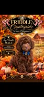 Beacon, a male Poodle - Toy  for sale in Donalds, SC – 2 of 3