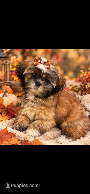 Bella – Shih Tzu puppy for sale in Donalds, SC