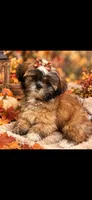 Bella, a female Shih Tzu for sale in Donalds, SC – 1 of 1