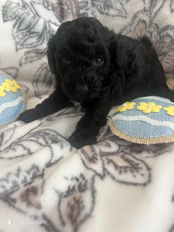 Storm – Poodle - Toy  puppy for sale in Donalds, SC