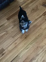 Scarlett Sophia, a female Yorkshire Terrier for sale in Donalds, SC – 3 of 4