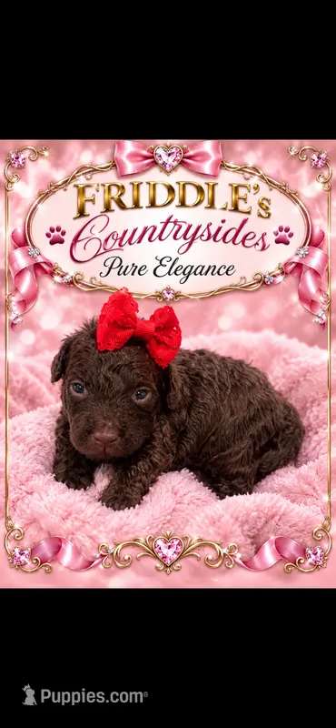Ember – Poodle - Toy  puppy for sale in Donalds, SC
