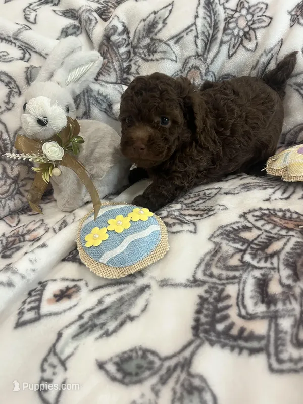 Aster  – Poodle - Toy  puppy for sale in Donalds, SC