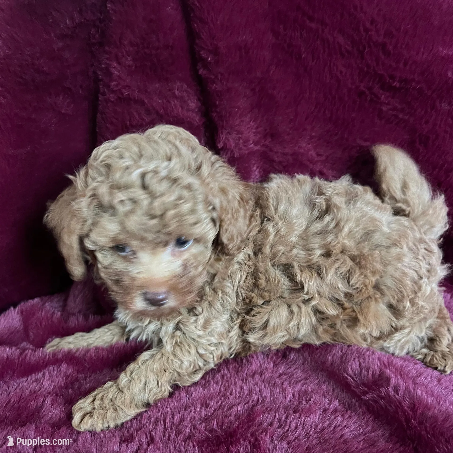 Kingston , a male Poodle - Toy  for sale in Donalds, SC – Photo 1 of 1